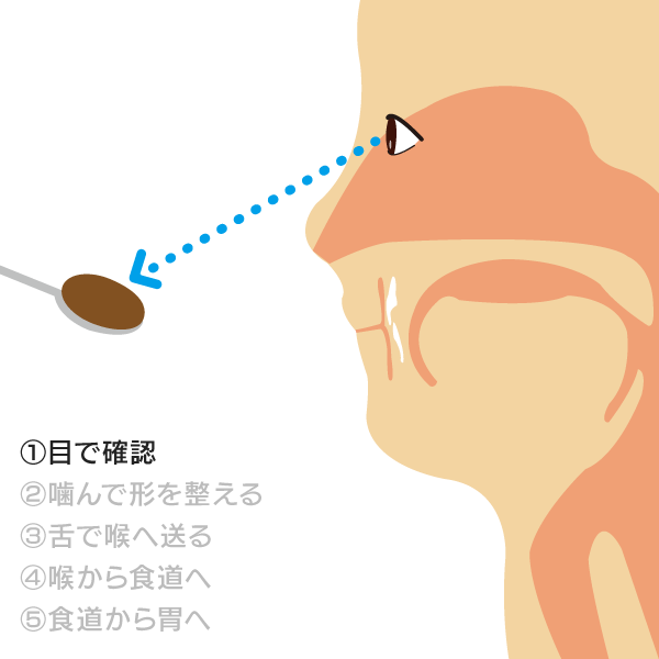 食べる仕組み